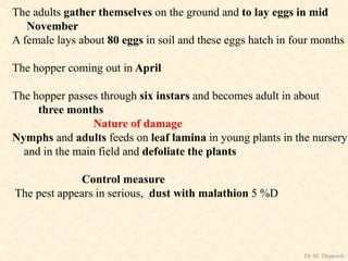 The adults gather themselves on the ground and to lay eggs in mid
November
A female lays about 80 eggs in soil and these eggs hatch in four months
The hopper coming out in April
The hopper passes through six instars and becomes adult in about
three months
Nature of damage
Nymphs and adults feeds on leaf lamina in young plants in the nursery
and in the main field and defoliate the plants
Control measure
The pest appears in serious, dust with malathion 5 %D
Dr. M. Thippaiah
 