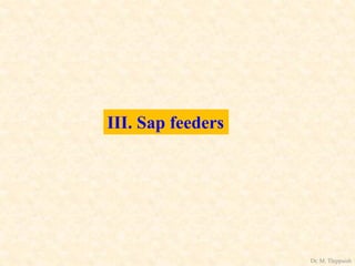 III. Sap feeders
Dr. M. Thippaiah
 