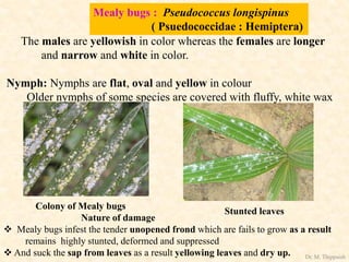 Mealy bugs : Pseudococcus longispinus
( Psuedococcidae : Hemiptera)
The males are yellowish in color whereas the females are longer
and narrow and white in color.
Nymph: Nymphs are flat, oval and yellow in colour
Older nymphs of some species are covered with fluffy, white wax
Colony of Mealy bugs
Stunted leaves
Nature of damage
 Mealy bugs infest the tender unopened frond which are fails to grow as a result
remains highly stunted, deformed and suppressed
 And suck the sap from leaves as a result yellowing leaves and dry up. Dr. M. Thippaiah
 