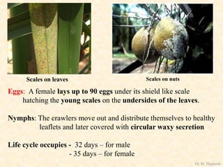 Eggs: A female lays up to 90 eggs under its shield like scale
hatching the young scales on the undersides of the leaves.
Nymphs: The crawlers move out and distribute themselves to healthy
leaflets and later covered with circular waxy secretion
Life cycle occupies - 32 days – for male
- 35 days – for female
Scales on leaves Scales on nuts
Dr. M. Thippaiah
 
