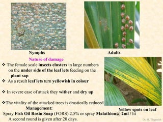 Nymphs Adults
Nature of damage
 The female scale insects clusters in large numbers
on the under side of the leaf lets feeding on the
plant sap
 As a result leaf lets turn yellowish in colour
 In severe case of attack they wither and dry up
The vitality of the attacked trees is drastically reduced
Yellow spots on leafManagement:
Spray Fish Oil Rosin Soap (FORS) 2.5% or spray Malathion@ 2ml / lit
A second round is given after 20 days. Dr. M. Thippaiah
 