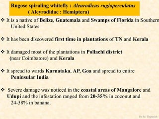 Rugose spiraling whitefly : Aleurodicus rugioperculatus
( Aleyrodidae : Hemiptera)
 It is a native of Belize, Guatemala and Swamps of Florida in Southern
United States
 It has been discovered first time in plantations of TN and Kerala
 It damaged most of the plantations in Pollachi district
(near Coimbatore) and Kerala
 It spread to wards Karnataka, AP, Goa and spread to entire
Peninsular India
 Severe damage was noticed in the coastal areas of Mangalore and
Udupi and the infestation ranged from 20-35% in coconut and
24-38% in banana.
Dr. M. Thippaiah
 