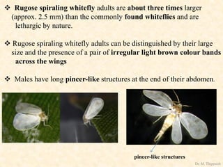  Rugose spiraling whitefly adults are about three times larger
(approx. 2.5 mm) than the commonly found whiteflies and are
lethargic by nature.
 Rugose spiraling whitefly adults can be distinguished by their large
size and the presence of a pair of irregular light brown colour bands
across the wings
 Males have long pincer-like structures at the end of their abdomen.
pincer-like structures
Dr. M. Thippaiah
 