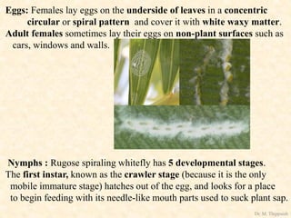 Eggs: Females lay eggs on the underside of leaves in a concentric
circular or spiral pattern and cover it with white waxy matter.
Adult females sometimes lay their eggs on non-plant surfaces such as
cars, windows and walls.
Nymphs : Rugose spiraling whitefly has 5 developmental stages.
The first instar, known as the crawler stage (because it is the only
mobile immature stage) hatches out of the egg, and looks for a place
to begin feeding with its needle-like mouth parts used to suck plant sap.
Dr. M. Thippaiah
 