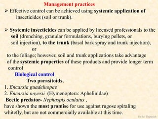 Management practices
 Effective control can be achieved using systemic application of
insecticides (soil or trunk).
 Systemic insecticides can be applied by licensed professionals to the
soil (drenching, granular formulations, burying pellets, or
soil injection), to the trunk (basal bark spray and trunk injection),
or
to the foliage; however, soil and trunk applications take advantage
of the systemic properties of these products and provide longer term
control
Biological control
Two parasitoids,
1. Encarsia guadeluopae
2. Encarsia noyesii (Hymenoptera: Aphelinidae)
Beetle predator- Nephaspis oculatus ,
have shown the most promise for use against rugose spiraling
whitefly, but are not commercially available at this time.
Dr. M. Thippaiah
 