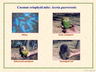 Coconut eriophyid mite: Aceria guerreronis
Mites Early symptom
Advanced symptom Damaged nut
Dr. M. Thippaiah
 