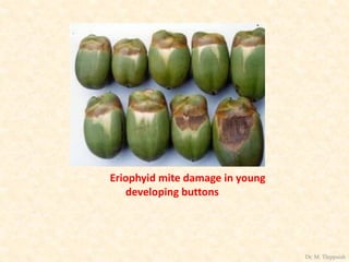 Eriophyid mite damage in young
developing buttons
Dr. M. Thippaiah
 