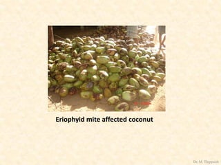 Eriophyid mite affected coconut
Dr. M. Thippaiah
 