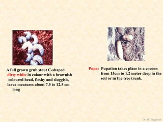 A full grown grub stout C-shaped
dirty white in colour with a brownish
coloured head, fleshy and sluggish,
larva measures about 7.5 to 12.5 cm
long
Pupa: Pupation takes place in a cocoon
from 15cm to 1.2 meter deep in the
soil or in the tree trunk.
Dr. M. Thippaiah
 