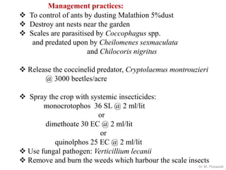 Insect pests of coffee | PDF