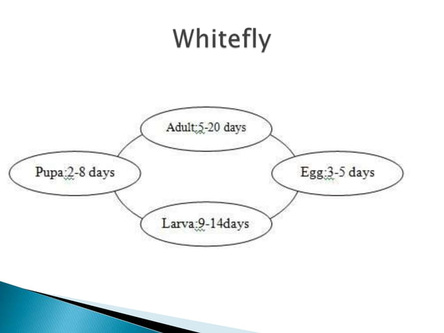 Insect pests of cotton Pakistan Jassid Aphid Whitefly Thrips Red Cotton ...