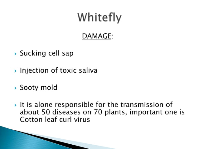 Insect pests of cotton Pakistan Jassid Aphid Whitefly Thrips Red Cotton ...