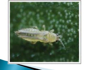 Insect pests of cotton Pakistan Jassid Aphid Whitefly Thrips Red Cotton ...