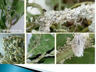 Insect pests of cotton Pakistan Jassid Aphid Whitefly Thrips Red Cotton ...