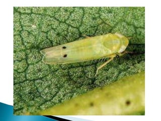 Insect pests of cotton Pakistan Jassid Aphid Whitefly Thrips Red Cotton ...