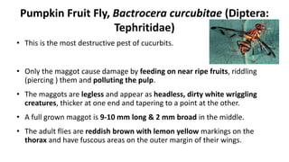 Cucurbit Insects insectpestsofcucurbits-150702174843-lva1-app6891.pdf