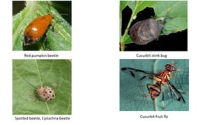 Cucurbit Insects insectpestsofcucurbits-150702174843-lva1-app6891.pdf