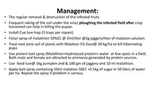 Insect pests of cucurbits | PPTX