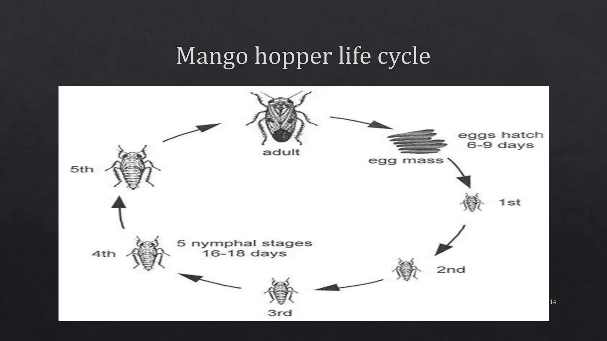 Insect Pests of Fruit,Plantation,Medicinal.pptx