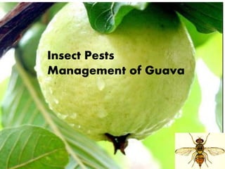 Guavan Insecto Insect Pests of Fruits which causesd serious damage to fruits | PDF