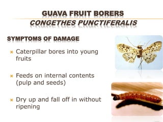 Insect Pests of Fruits which causesd serious damage to fruits | PDF