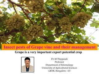 Insect pests of Grape vine and their management
Grape is a very important export potential crop
Dr M Thippaiah
Professor
Department of Entomology
University of Agricultural Sciences
GKVK, Bangalore- 65
 