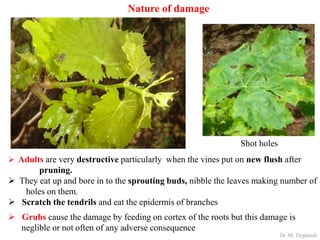 Insect pests of grapes | PDF