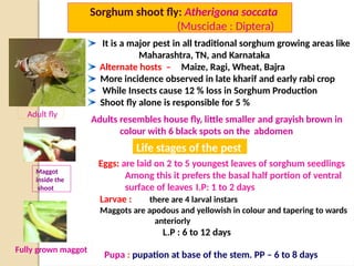 Saghosh Insect insect pests of grasses family crops.pptx