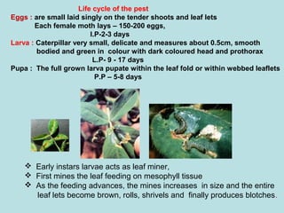  Early instars larvae acts as leaf miner,
 First mines the leaf feeding on mesophyll tissue
 As the feeding advances, the mines increases in size and the entire
leaf lets become brown, rolls, shrivels and finally produces blotches.
Life cycle of the pest
Eggs : are small laid singly on the tender shoots and leaf lets
Each female moth lays – 150-200 eggs,
I.P-2-3 days
Larva : Caterpillar very small, delicate and measures about 0.5cm, smooth
bodied and green in colour with dark coloured head and prothorax
L.P- 9 - 17 days
Pupa : The full grown larva pupate within the leaf fold or within webbed leaflets
P.P – 5-8 days
 