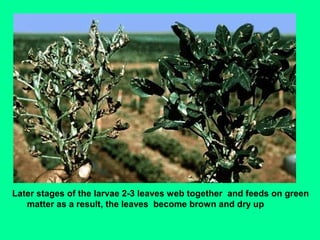 Later stages of the larvae 2-3 leaves web together and feeds on green
matter as a result, the leaves become brown and dry up
 
