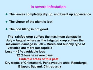 In severe infestation
The leaves completely dry up and burnt up appearance
The vigour of the plant is lost
The pod filling is not good
The rainfed crop suffers the maximum damage in
July – August where as the irrigated crop suffers the
maximum damage in Feb – March and bunchy type of
varieties are more susceptible
Loss – 49 % avoidable loss
92 % loss in severe case
Endemic areas of this pest
Dry tracts of Chintamani, Pandavapura area, Ramdurga,
Bijapur, Badami, Chitradurga
 