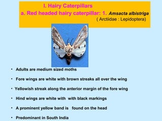 I. Hairy Caterpillars
a. Red headed hairy caterpillar: 1. Amsacta albistriga
( Arctiidae : Lepidoptera)
• Adults are medium sized moths
• Fore wings are white with brown streaks all over the wing
• Yellowish streak along the anterior margin of the fore wing
• Hind wings are white with with black markings
• A prominent yellow band is found on the head
• Predominant in South India
 