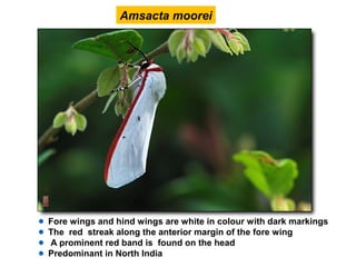 Amsacta moorei
Fore wings and hind wings are white in colour with dark markings
The red streak along the anterior margin of the fore wing
A prominent red band is found on the head
Predominant in North India
 
