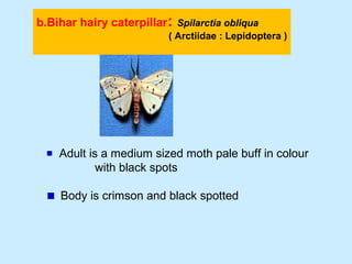 b.Bihar hairy caterpillar: Spilarctia obliqua
( Arctiidae : Lepidoptera )
Adult is a medium sized moth pale buff in colour
with black spots
Body is crimson and black spotted
 
