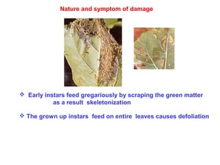  Early instars feed gregariously by scraping the green matter
as a result skeletonization
 The grown up instars feed on entire leaves causes defoliation
Nature and symptom of damage
 