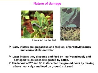Nature of damage
Larva fed on the leaf
 Early instars are gregarious and feed on chlorophyll tissues
and cause skeletonization
 Later instars they disperse and feed on leaf voraciously and
damaged fields looks like grazed by cattle.
 The larvae of 2nd
and 3rd
instar enter the ground pods by making
a hole near calyx and feed on ground nut seed
 
