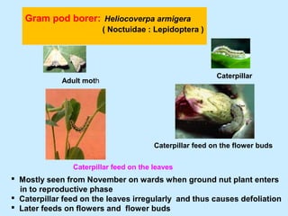 Gram pod borer: Heliocoverpa armigera
( Noctuidae : Lepidoptera )
Adult moth
Caterpillar
Caterpillar feed on the leaves
 Mostly seen from November on wards when ground nut plant enters
in to reproductive phase
 Caterpillar feed on the leaves irregularly and thus causes defoliation
 Later feeds on flowers and flower buds
Caterpillar feed on the flower buds
 
