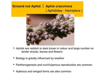 Ground nut Aphid : Aphis craccivora
( Aphididae : Hemiptera )
 Aphids are reddish to dark brown in colour and large number on
tender shoots, leaves and flowers
 Biology is greatly influenced by weather
 Parthenogenesis and ovoViviparous reproduction are common
 Apterous and winged forms are also common
 