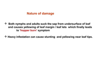 Nature of damage
 Both nymphs and adults suck the sap from undersurface of leaf
and causes yellowing of leaf margin / leaf lets which finally leads
to ‘hopper burn’ symptom
 Heavy infestation can cause stunting and yellowing near leaf tips.
 