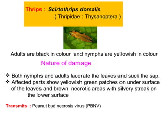 Thrips : Scirtothrips dorsalis
( Thripidae : Thysanoptera )
Adults are black in colour and nymphs are yellowish in colour
Nature of damage
 Both nymphs and adults lacerate the leaves and suck the sap.
 Affected parts show yellowish green patches on under surface
of the leaves and brown necrotic areas with silvery streak on
the lower surface
Transmits : Peanut bud necrosis virus (PBNV)
 