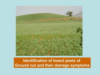 Identification of Insect pests of
Ground nut and their damage symptoms
 