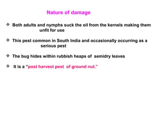 Nature of damage
 Both adults and nymphs suck the oil from the kernels making them
unfit for use
 This pest common in South India and occasionally occurring as a
serious pest
 The bug hides within rubbish heaps of semidry leaves
 It is a “post harvest pest of ground nut.”
 