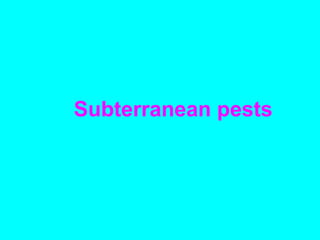 Subterranean pests
 