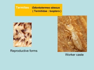 Termites : Odontotermes obesus
( Termitidae : Isoptera )
Reproductive forms
Worker caste
 