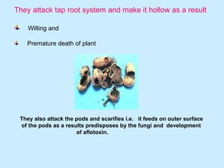 They attack tap root system and make it hollow as a result
Wilting and
Premature death of plant
They also attack the pods and scarifies i.e. it feeds on outer surface
of the pods as a results predisposes by the fungi and development
of aflotoxin.
 