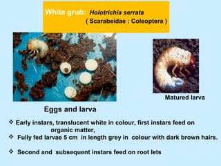 White grub: Holotrichia serrata
( Scarabeidae : Coleoptera )
Eggs and larva
Matured larva
 Early instars, translucent white in colour, first instars feed on
organic matter,
 Fully fed larvae 5 cm in length grey in colour with dark brown hairs.
 Second and subsequent instars feed on root lets
 