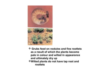  Grubs feed on nodules and fine rootlets
as a result of which the plants become
pale in colour and wilted in appearance
and ultimately dry up
Wilted plants do not have tap root and
rootlets
 