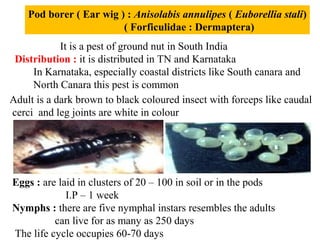 Pod borer ( Ear wig ) : Anisolabis annulipes ( Euborellia stali)
( Forficulidae : Dermaptera)
It is a pest of ground nut in South India
Distribution : it is distributed in TN and Karnataka
In Karnataka, especially coastal districts like South canara and
North Canara this pest is common
Adult is a dark brown to black coloured insect with forceps like caudal
cerci and leg joints are white in colour
Eggs : are laid in clusters of 20 – 100 in soil or in the pods
I.P – 1 week
Nymphs : there are five nymphal instars resembles the adults
can live for as many as 250 days
The life cycle occupies 60-70 days
 