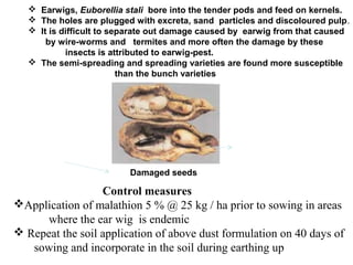  Earwigs, Euborellia stali bore into the tender pods and feed on kernels.
 The holes are plugged with excreta, sand particles and discoloured pulp.
 It is difficult to separate out damage caused by earwig from that caused
by wire-worms and termites and more often the damage by these
insects is attributed to earwig-pest.
 The semi-spreading and spreading varieties are found more susceptible
than the bunch varieties
Damaged seeds
Control measures
Application of malathion 5 % @ 25 kg / ha prior to sowing in areas
where the ear wig is endemic
 Repeat the soil application of above dust formulation on 40 days of
sowing and incorporate in the soil during earthing up
 
