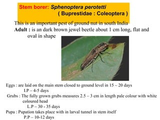 Stem borer: Sphenoptera perotetti
( Buprestidae : Coleoptera )
This is an important pest of ground nut in south India
Adult : is an dark brown jewel beetle about 1 cm long, flat and
oval in shape
Eggs : are laid on the main stem closed to ground level in 15 – 20 days
I.P – 4-5 days
Grubs : The fully grown grubs measures 2.5 – 3 cm in length pale colour with white
coloured head
L.P – 30 - 35 days
Pupa : Pupation takes place with in larval tunnel in stem itself
P.P – 10-12 days
 